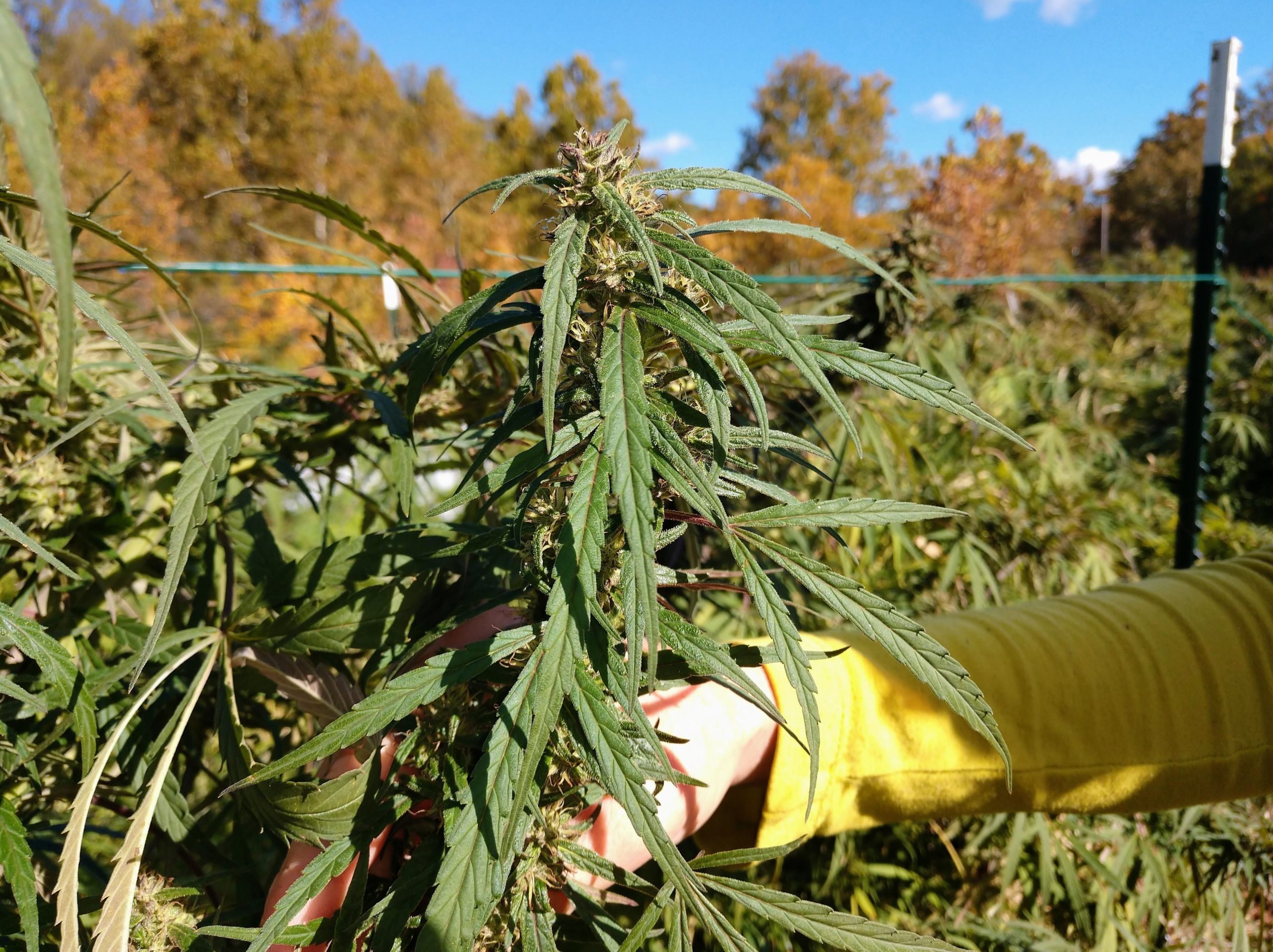 smoke cannabis flowers 