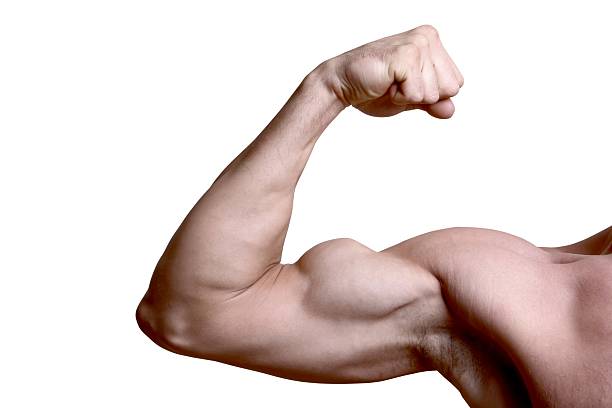 best legal supplements for muscle growth