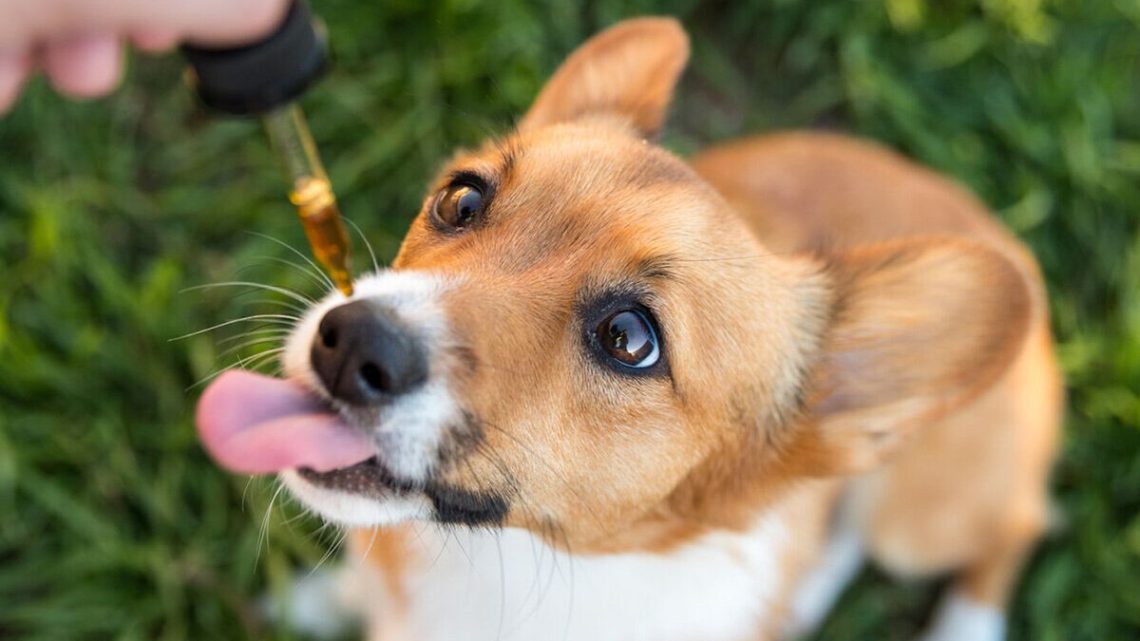 Understanding CBD Oil Labels for Dogs: What to Look For