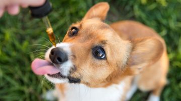 Understanding CBD Oil Labels for Dogs: What to Look For