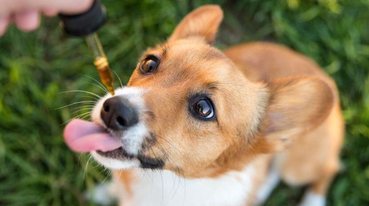 Understanding CBD Oil Labels for Dogs: What to Look For