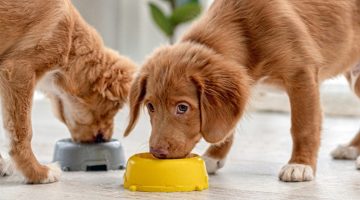 dogs get the most out of probiotics